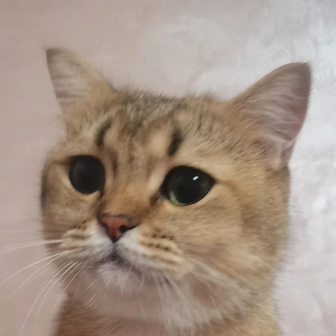 爱运动的反骨小🐱