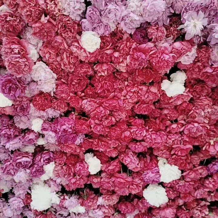 咪咪花