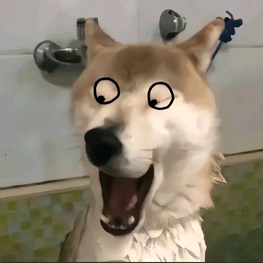 四头猪