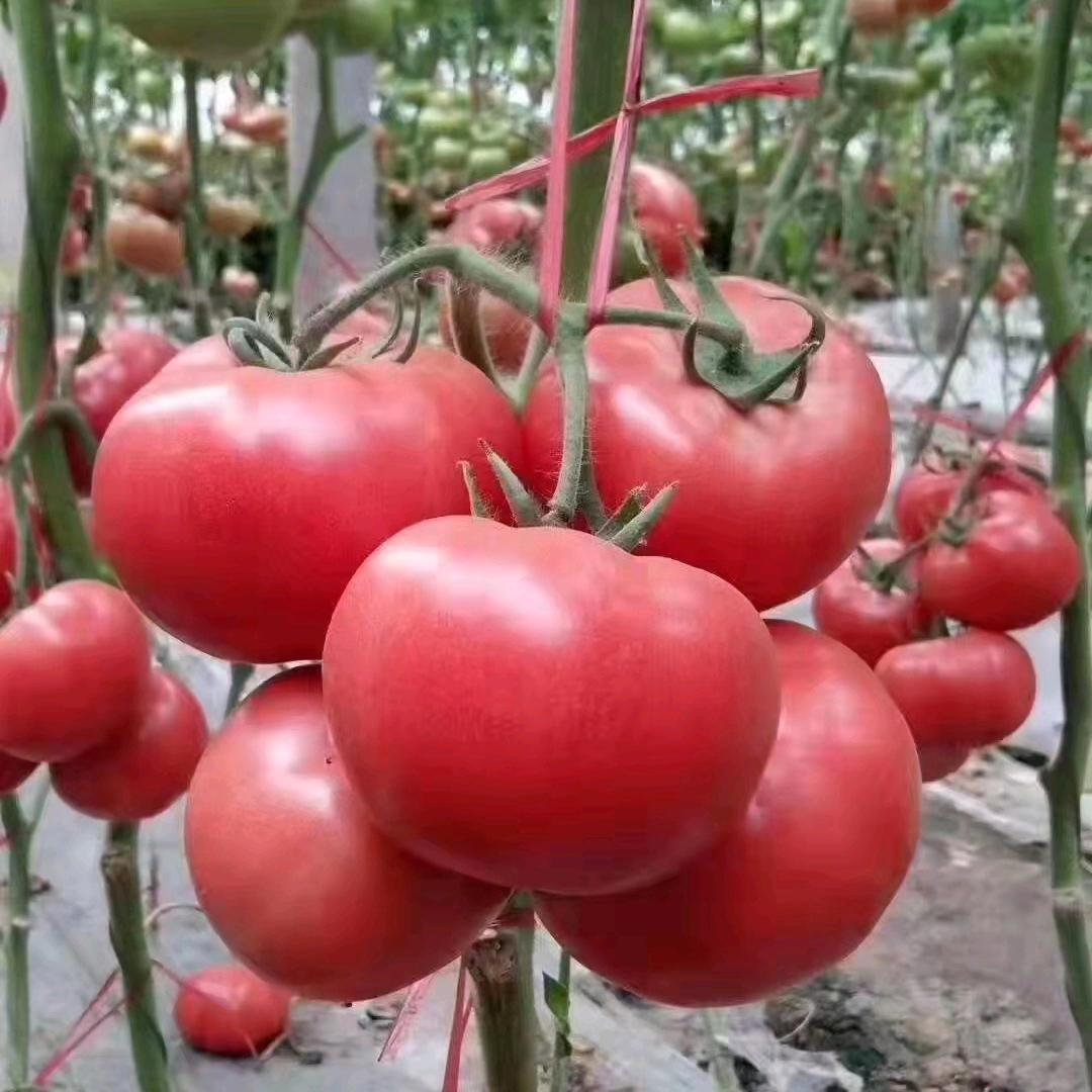 君乐农业蔬菜种苗