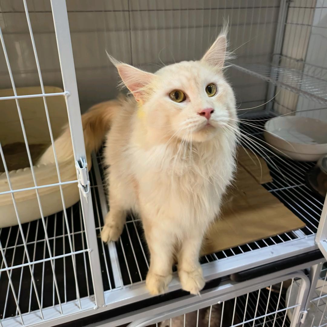 波仔救猫病猫救助