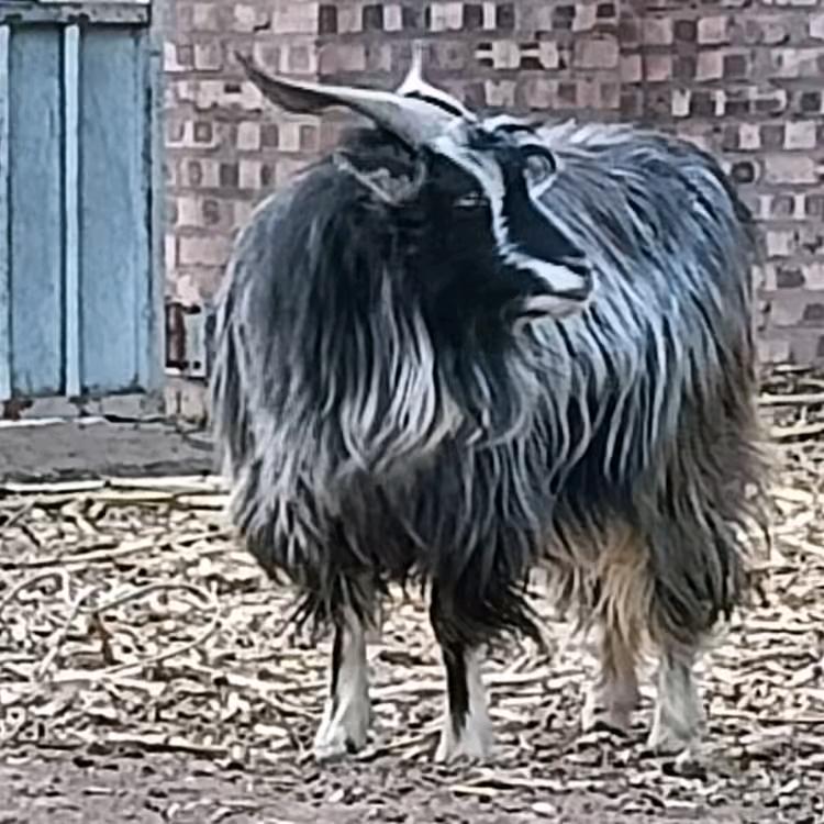 延川小贺绒山羊