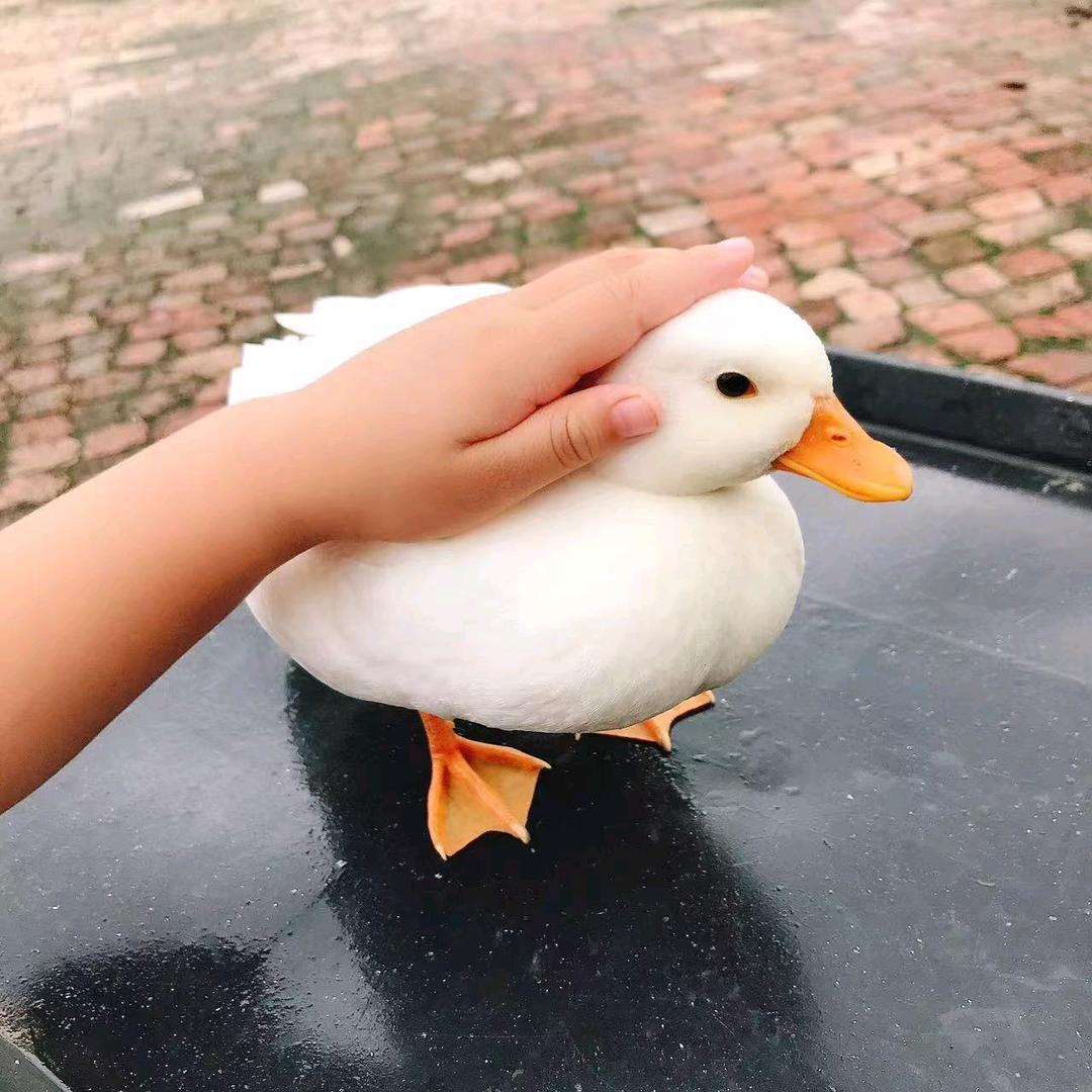 爱柯尔