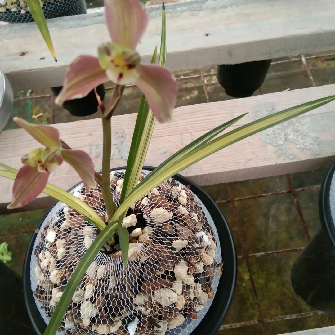 大熊1