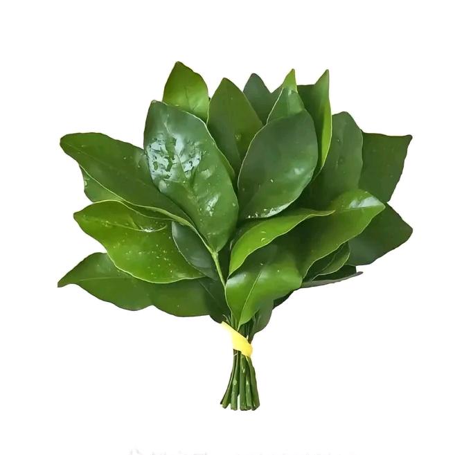 明天见叭.