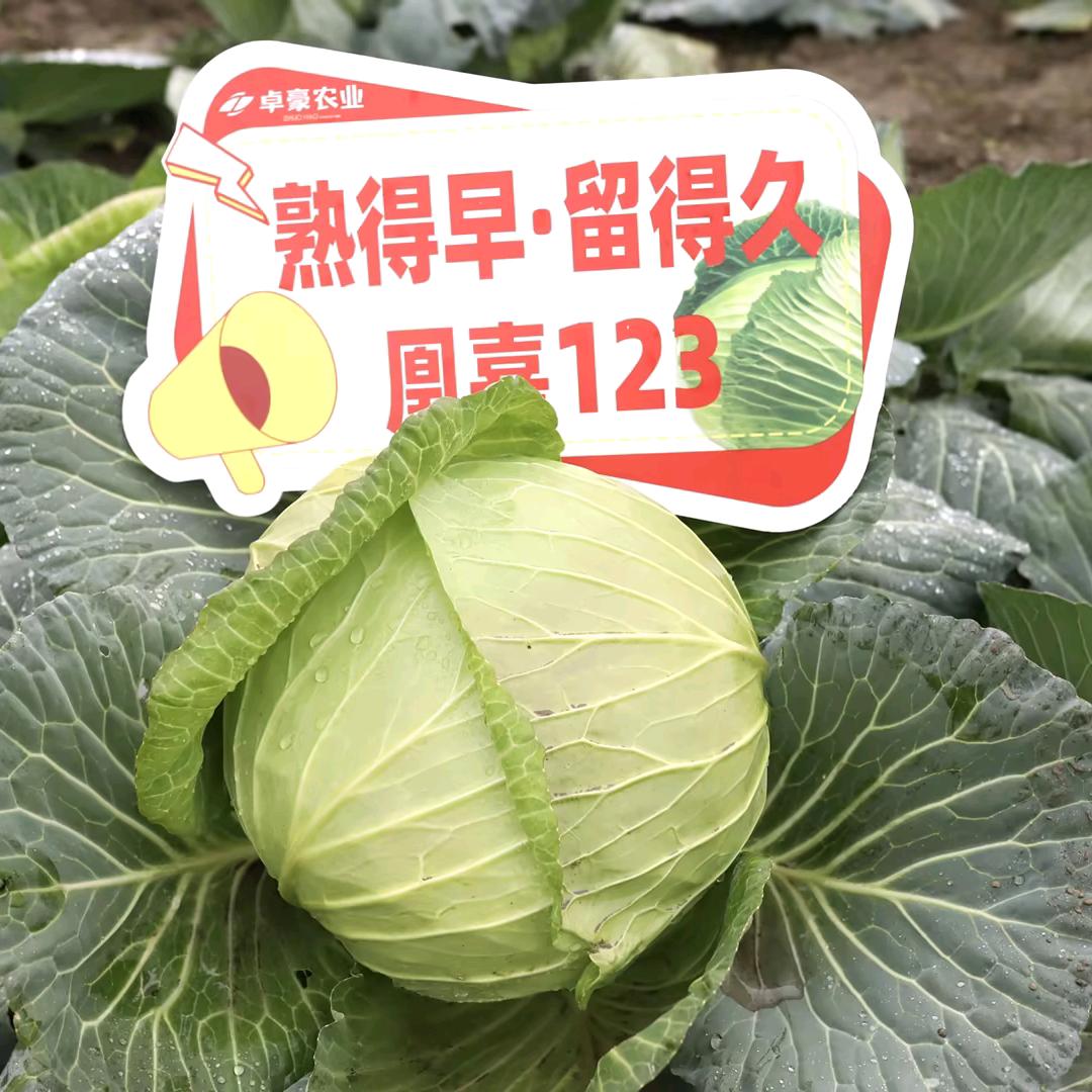 ZH—东仔