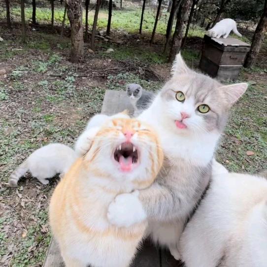 猫狗日记（搞笑版）