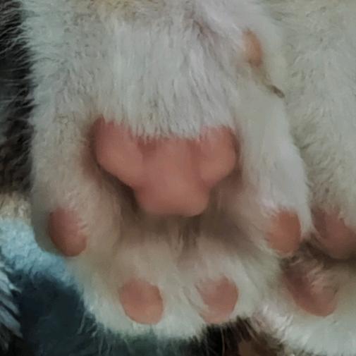 跑刀鼠鼠