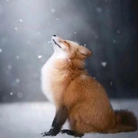 渭水野狐