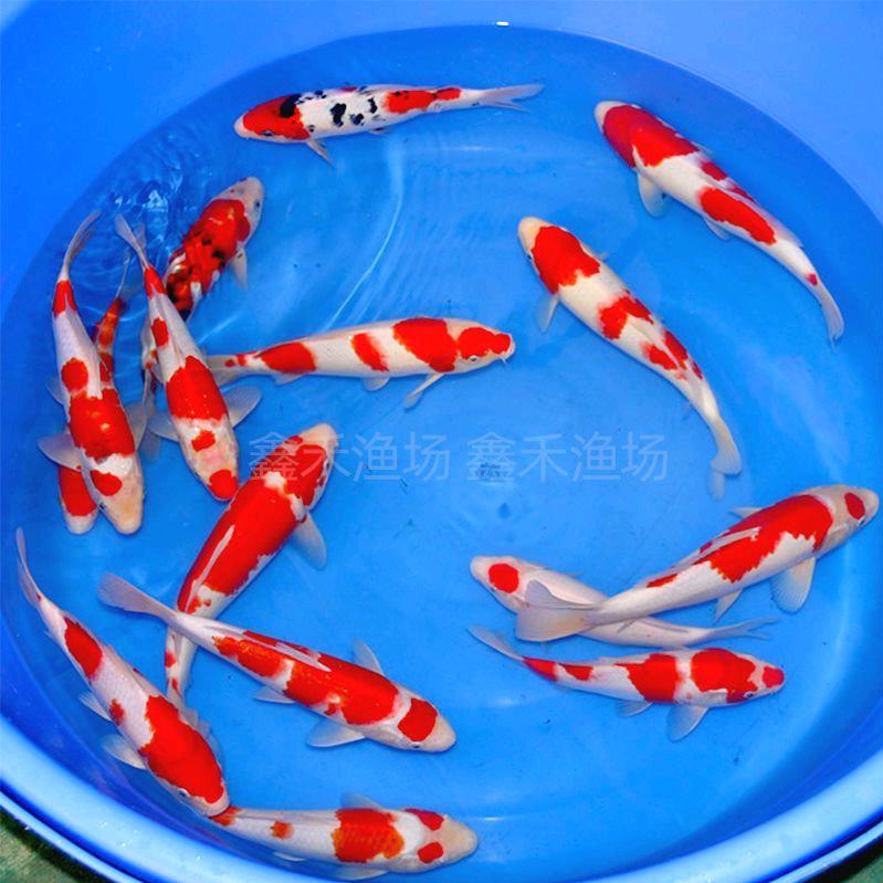 锦跃水产养殖有限公司