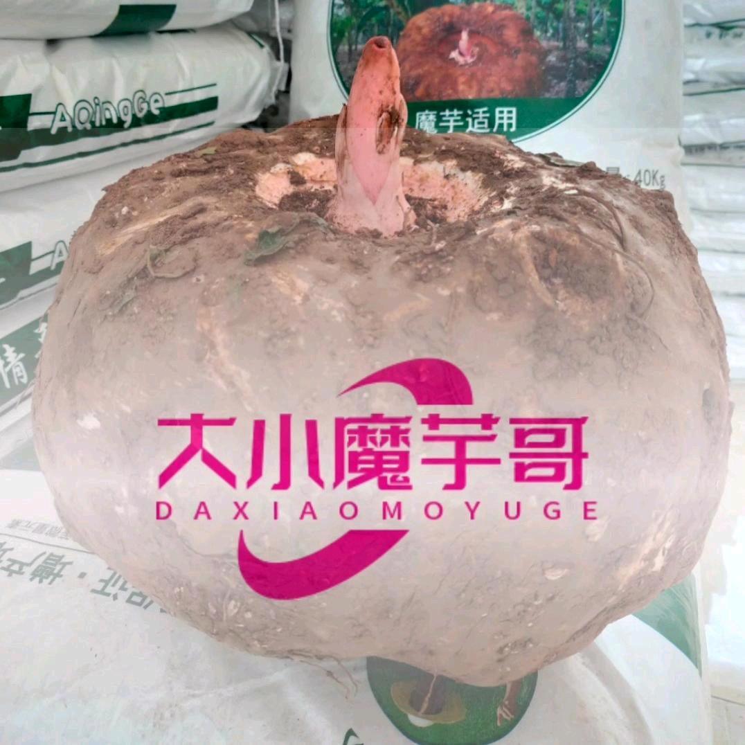大小魔芋助农