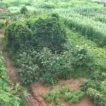 一生幸福