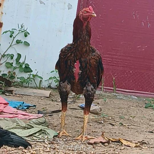 《老柒》镇北特战队