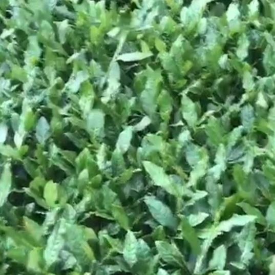 亿 香茶叶