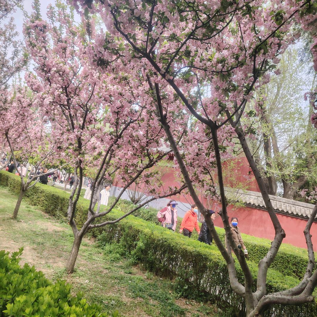 🌺🌺🌺🌺
