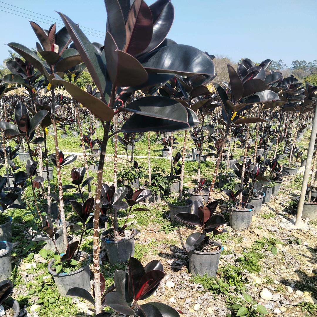 芸轩园艺（花木代办）