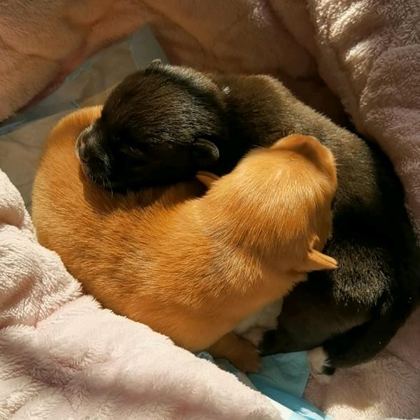 江梓桉