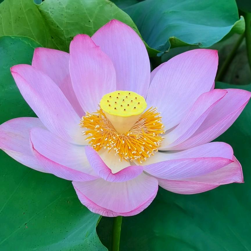 芳