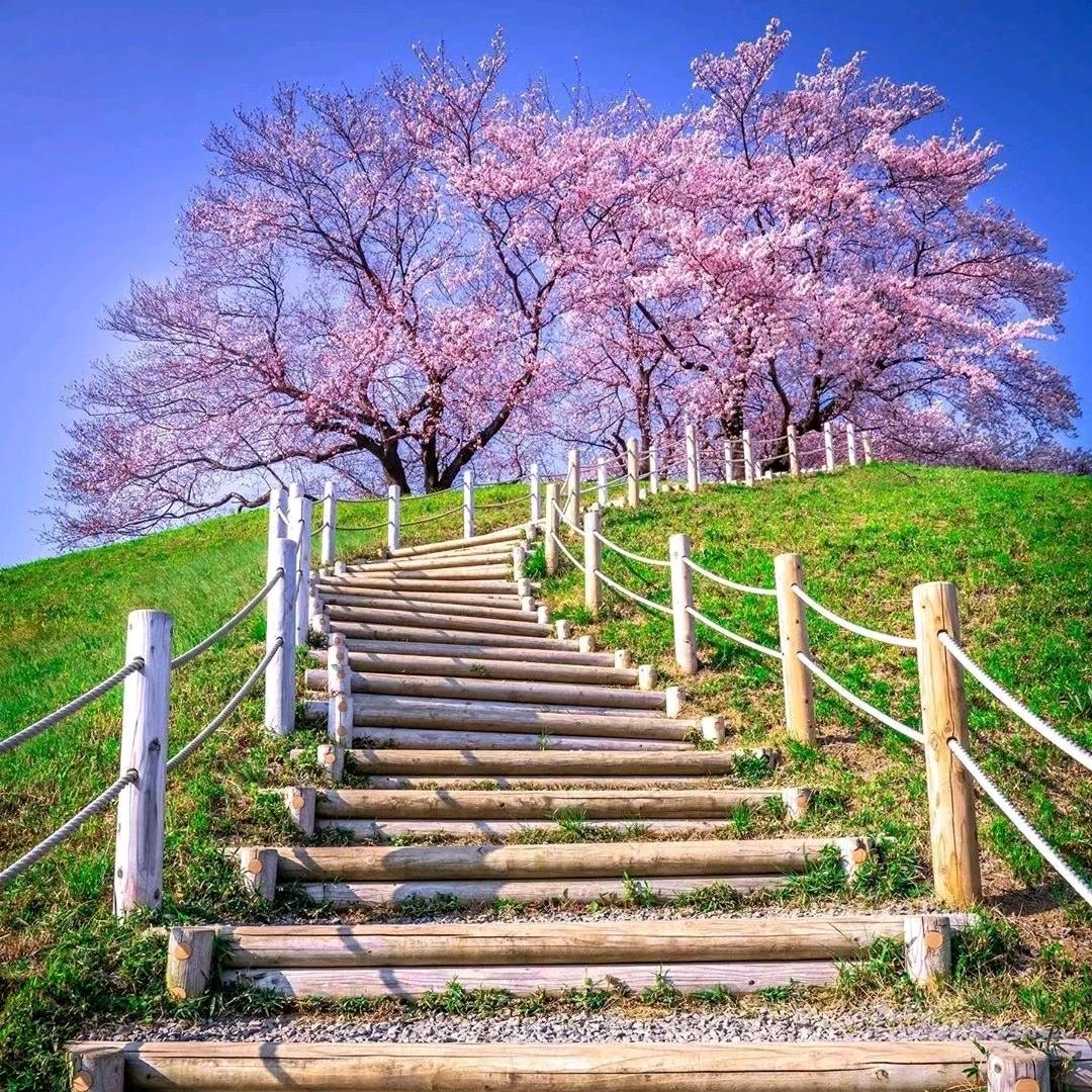 韩菲