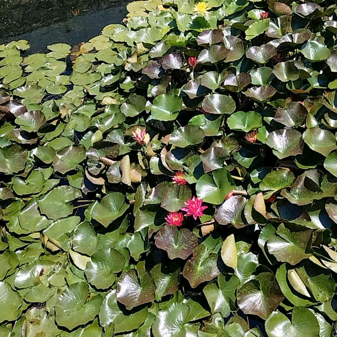还是故意