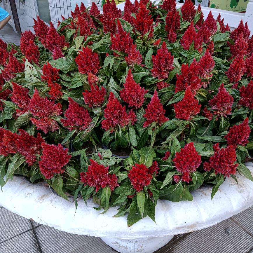 玫瑰花