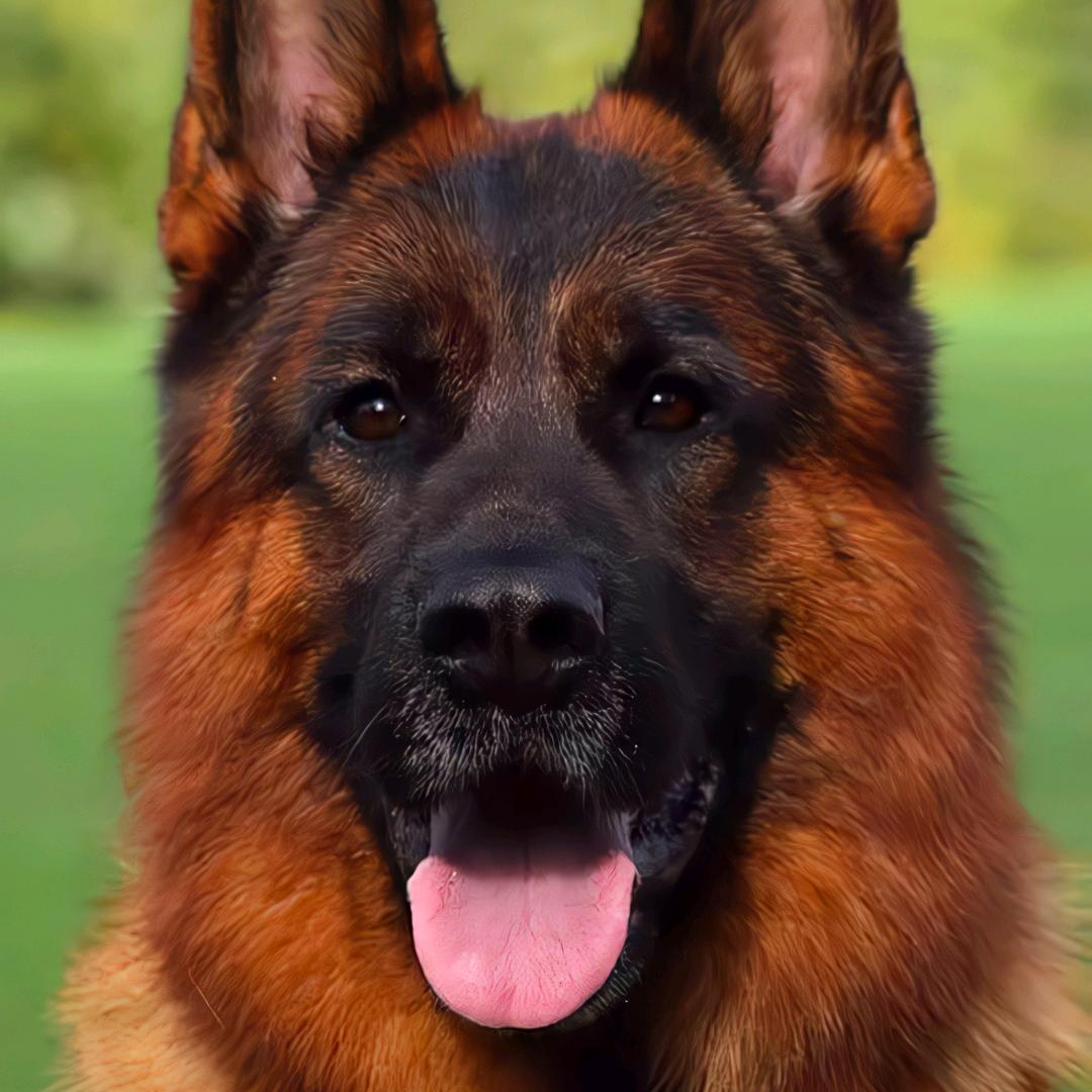 甄选德国牧羊犬优品店