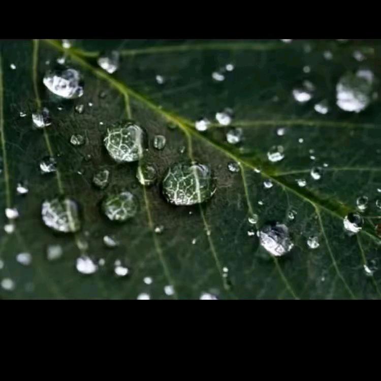 胡皓淇