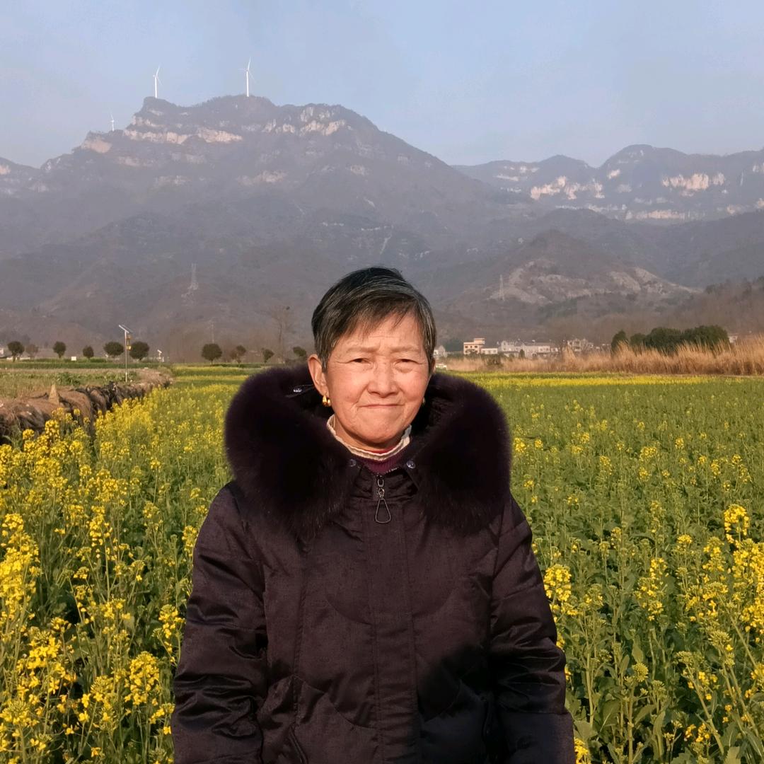 元菊