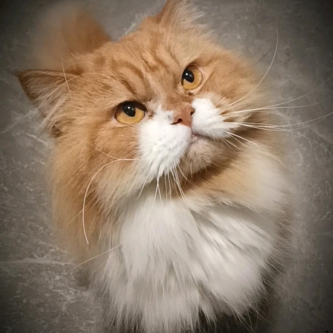 早悟兰因（最后一次减肥)