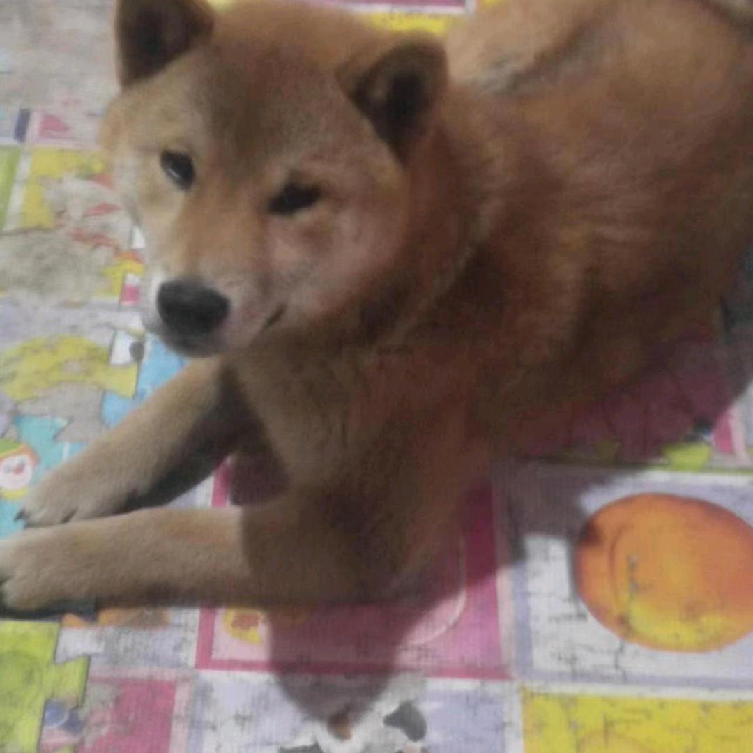 立哥