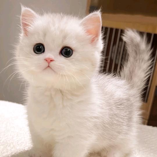 湛梦