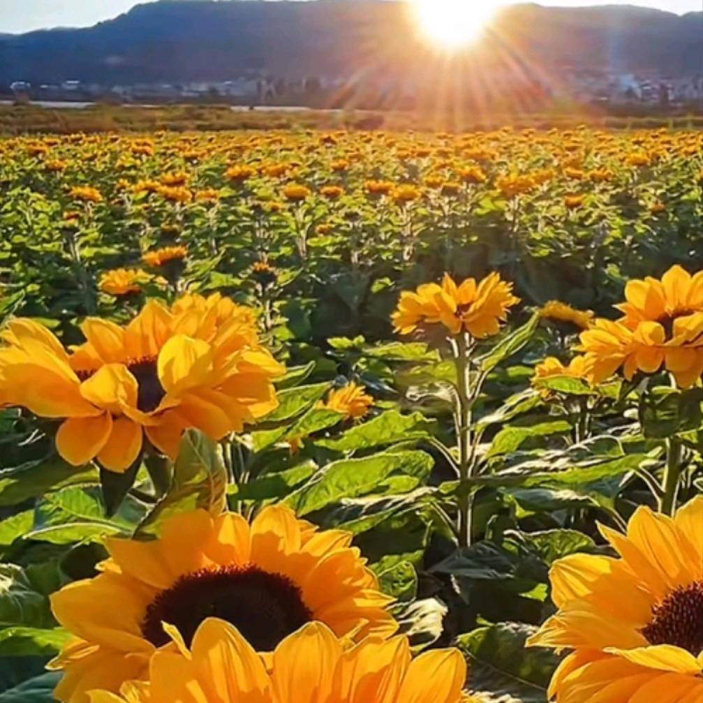 田野