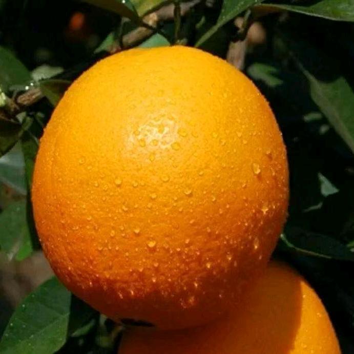 脐橙一号（明日达）