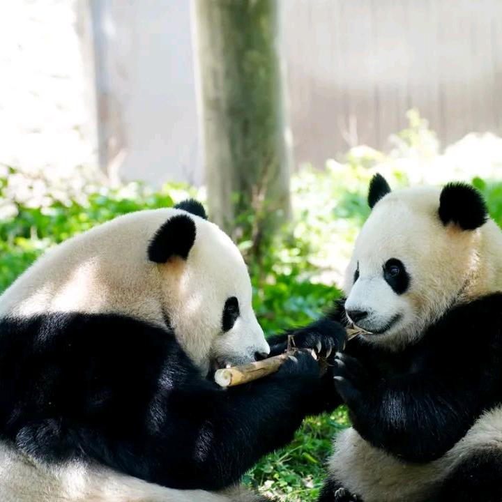 半俗半雅半疯癫