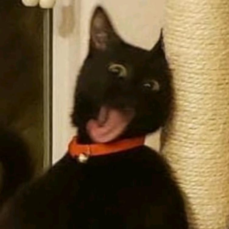 三菜一猫