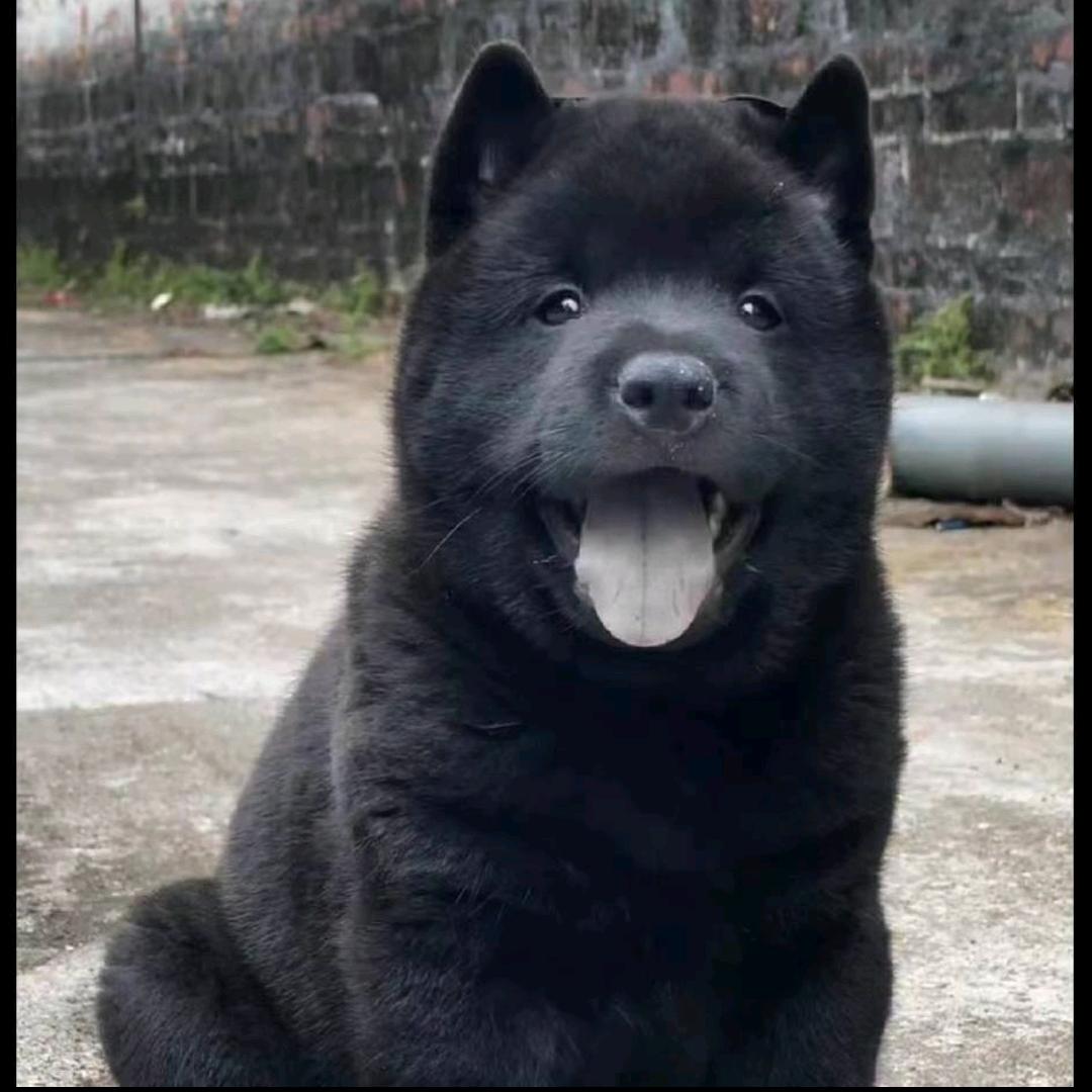 唐山丰润五黑犬之家