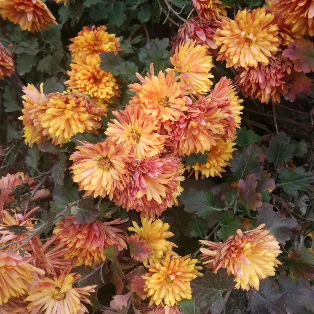 乙已年九月二十七日萍儿去