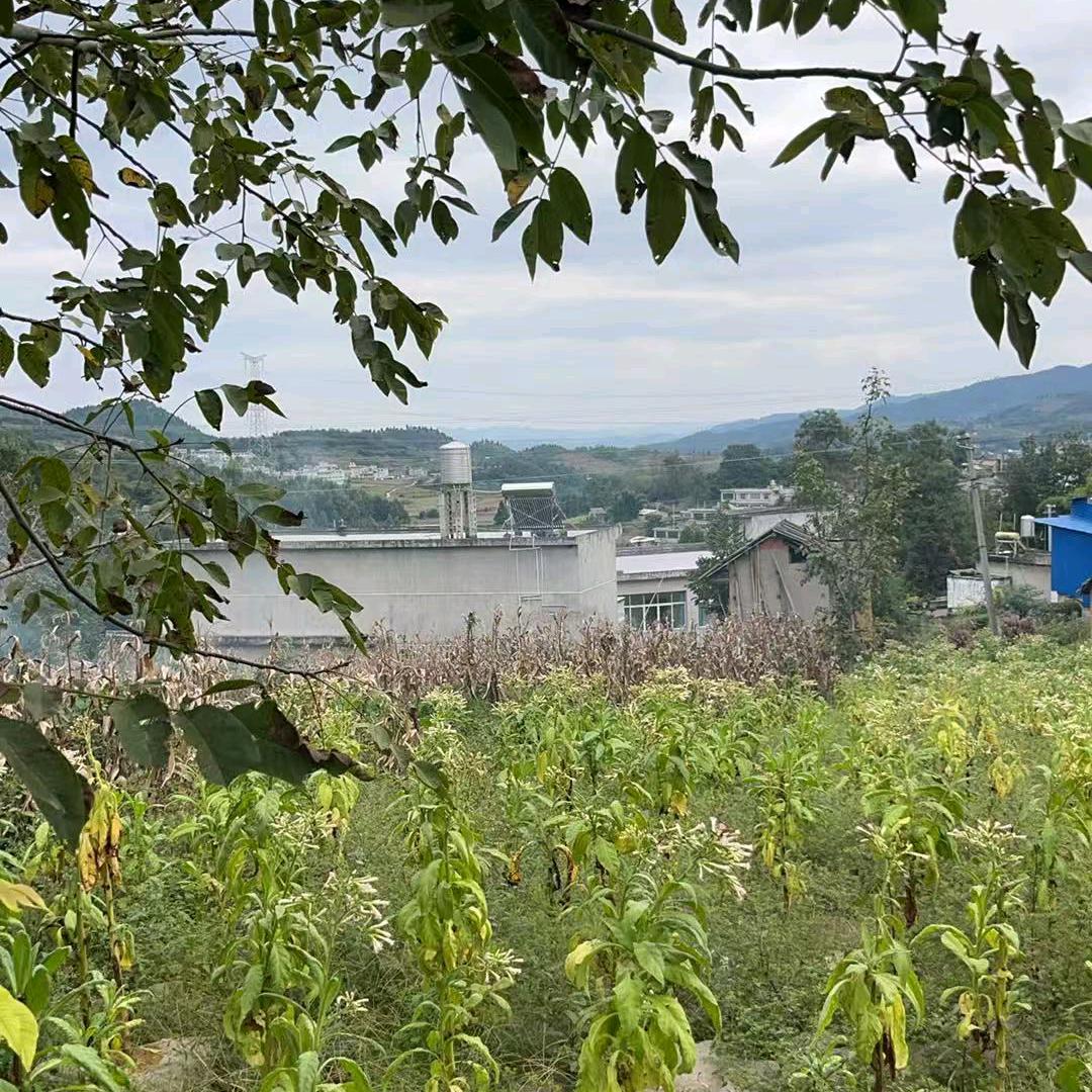 离婚陈哥星期天晚上六点十分