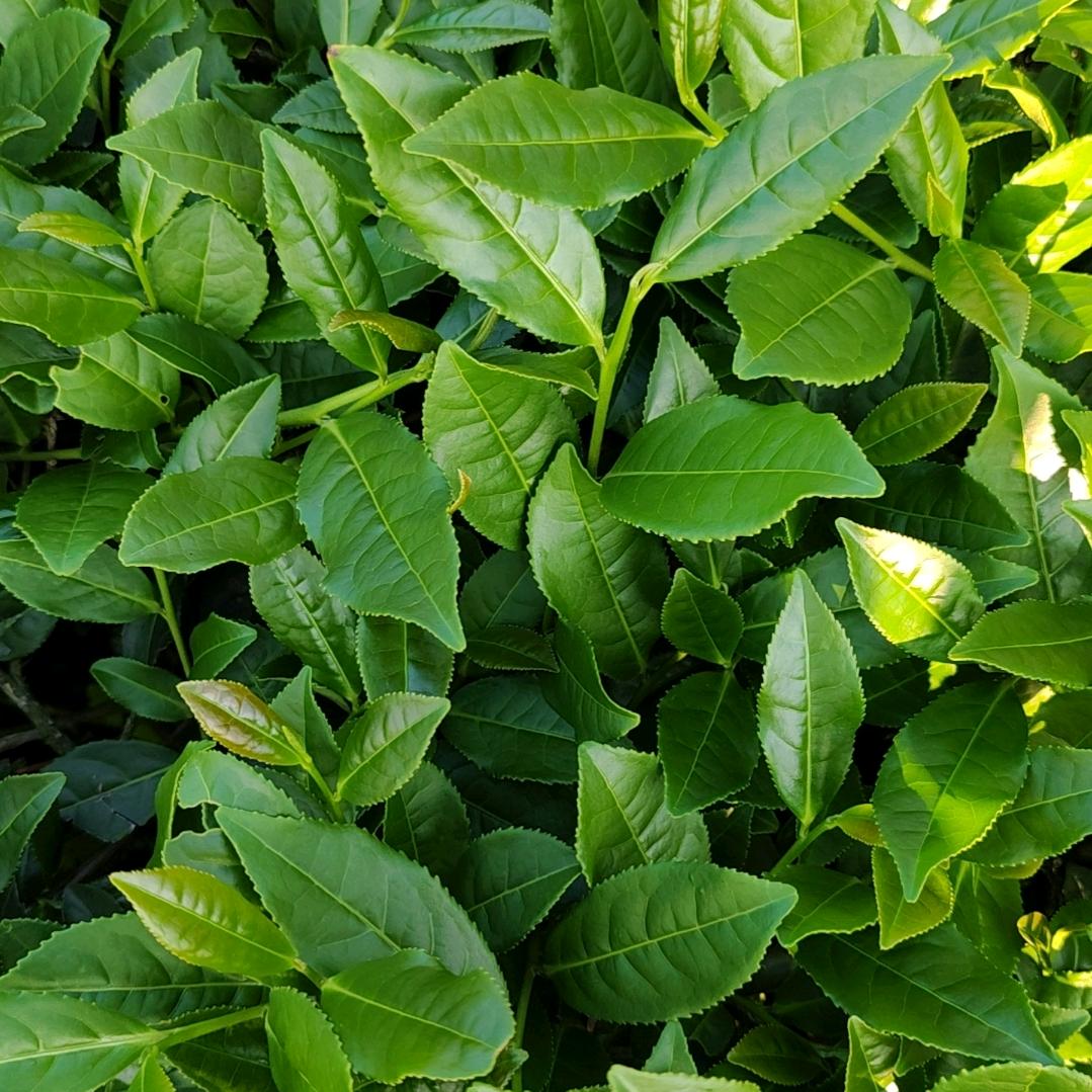 一亩🍵茶园