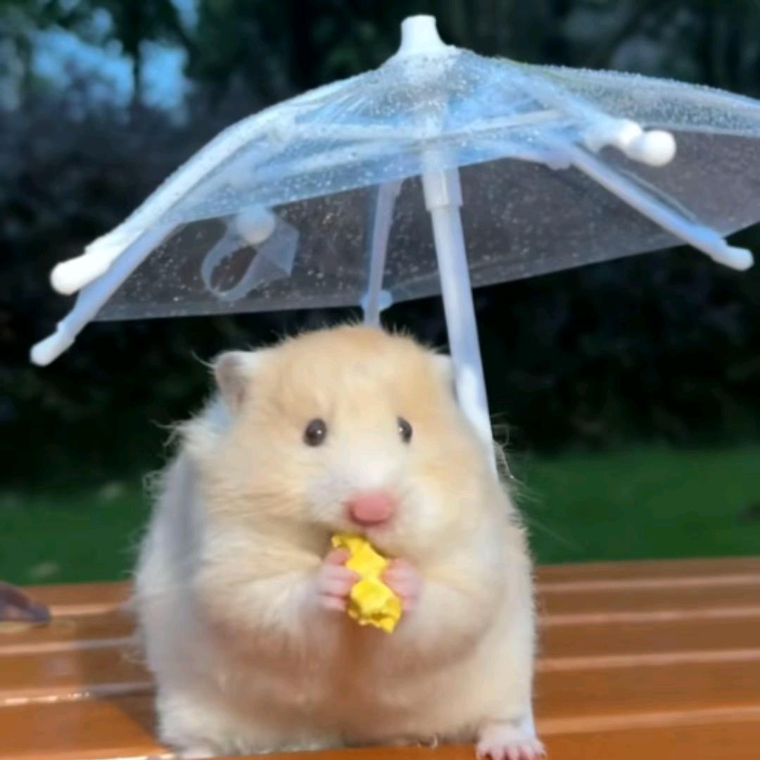 少东家(好运版）