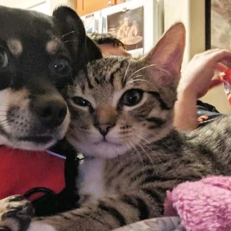 电磁脉冲炮。