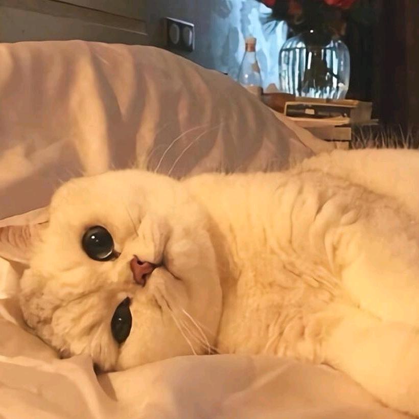 猫猫我