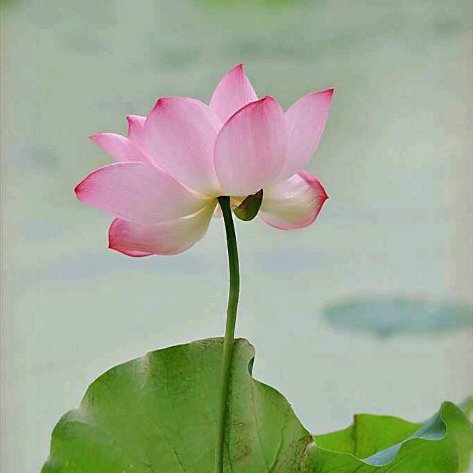 ☀聚缘阁☀（连赞拉黑）