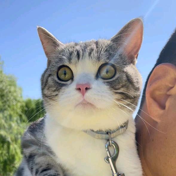 小猪比特