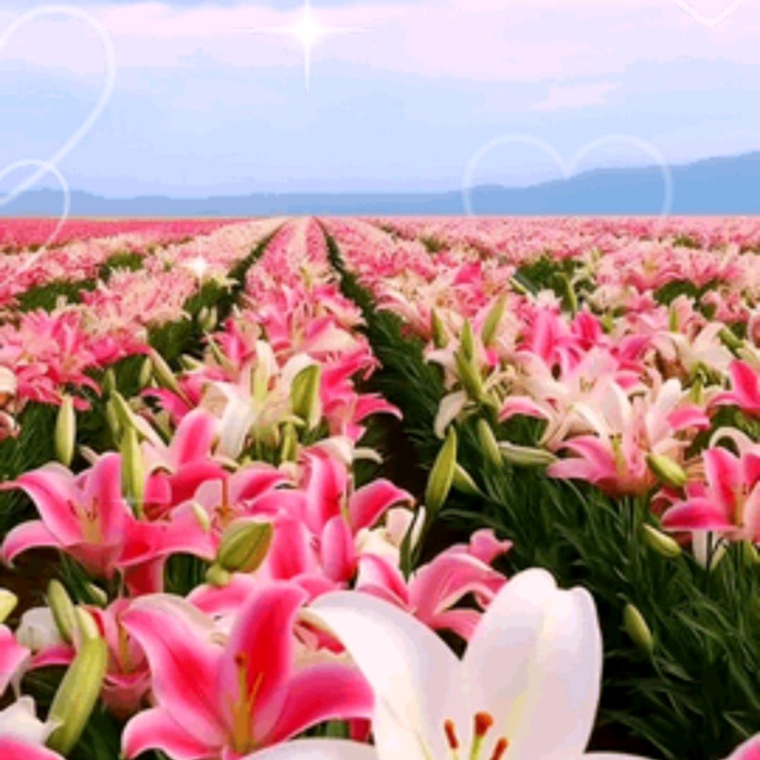 百花齐放