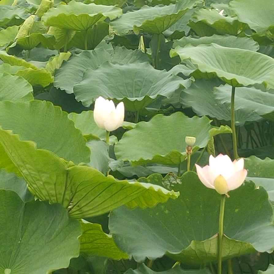 盱眙桑蚕园小辉