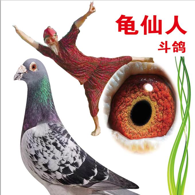 龟仙人赛鸽