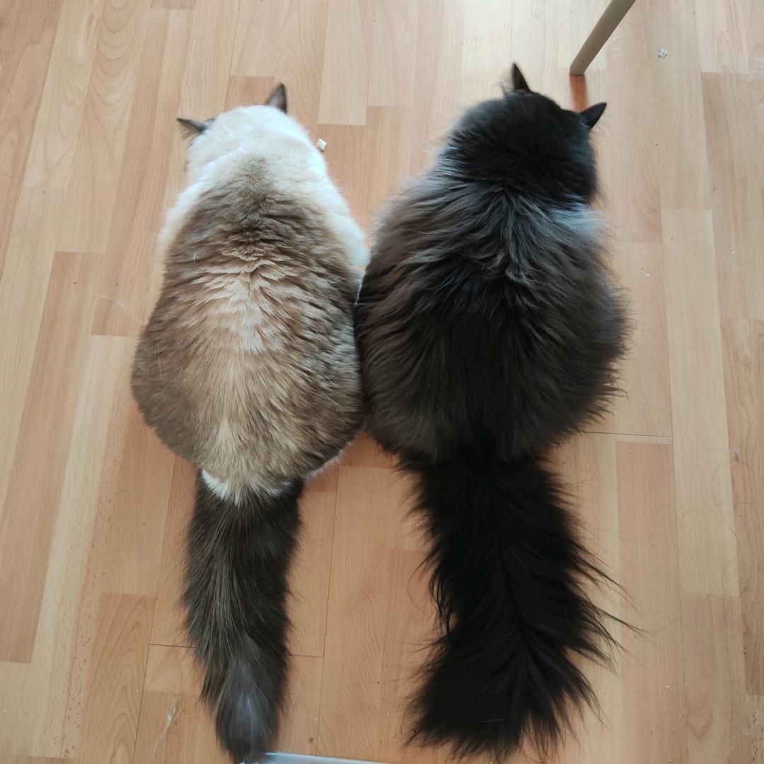 同时和8个男的结婚