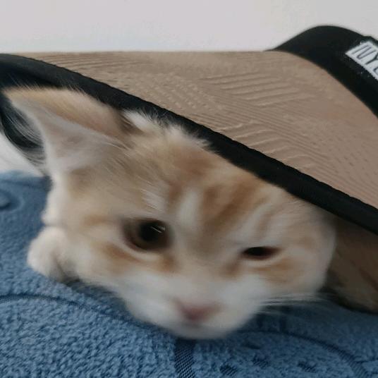 Yuki