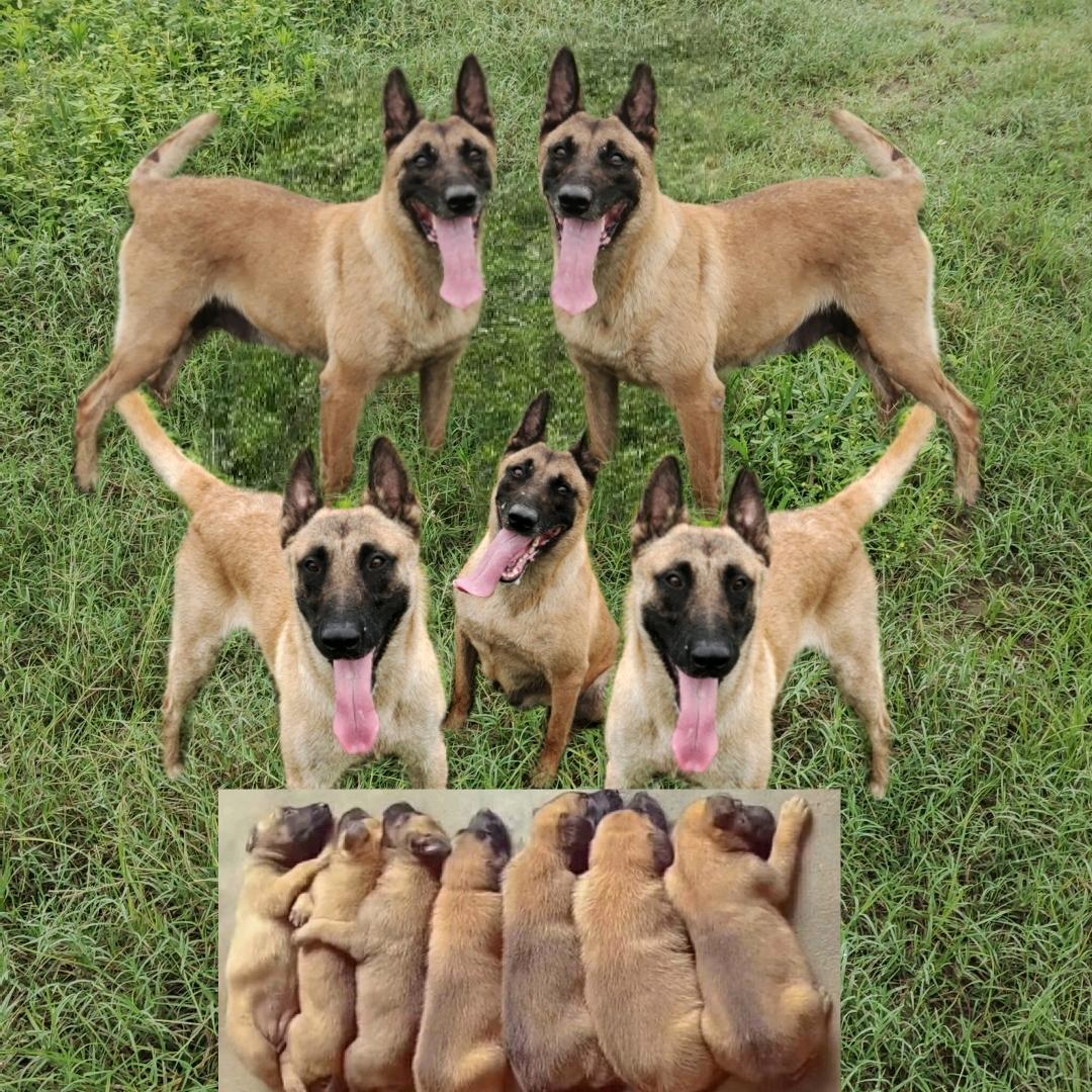 河南新乡辉县马犬